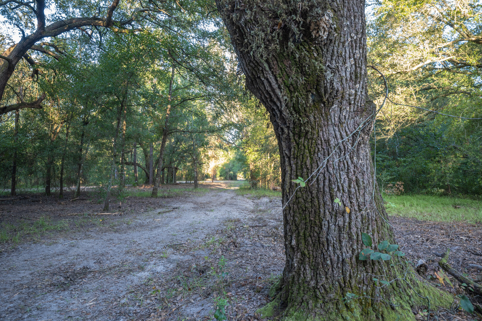 Image for 150+/- Acre Sportsman's Paradise and Beautiful Home Located in Mitchell County