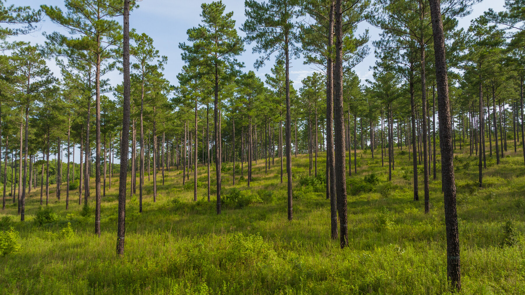 Image for Pioneer Farms: 660+/- Acre Pristine Timberland and Recreational Farm