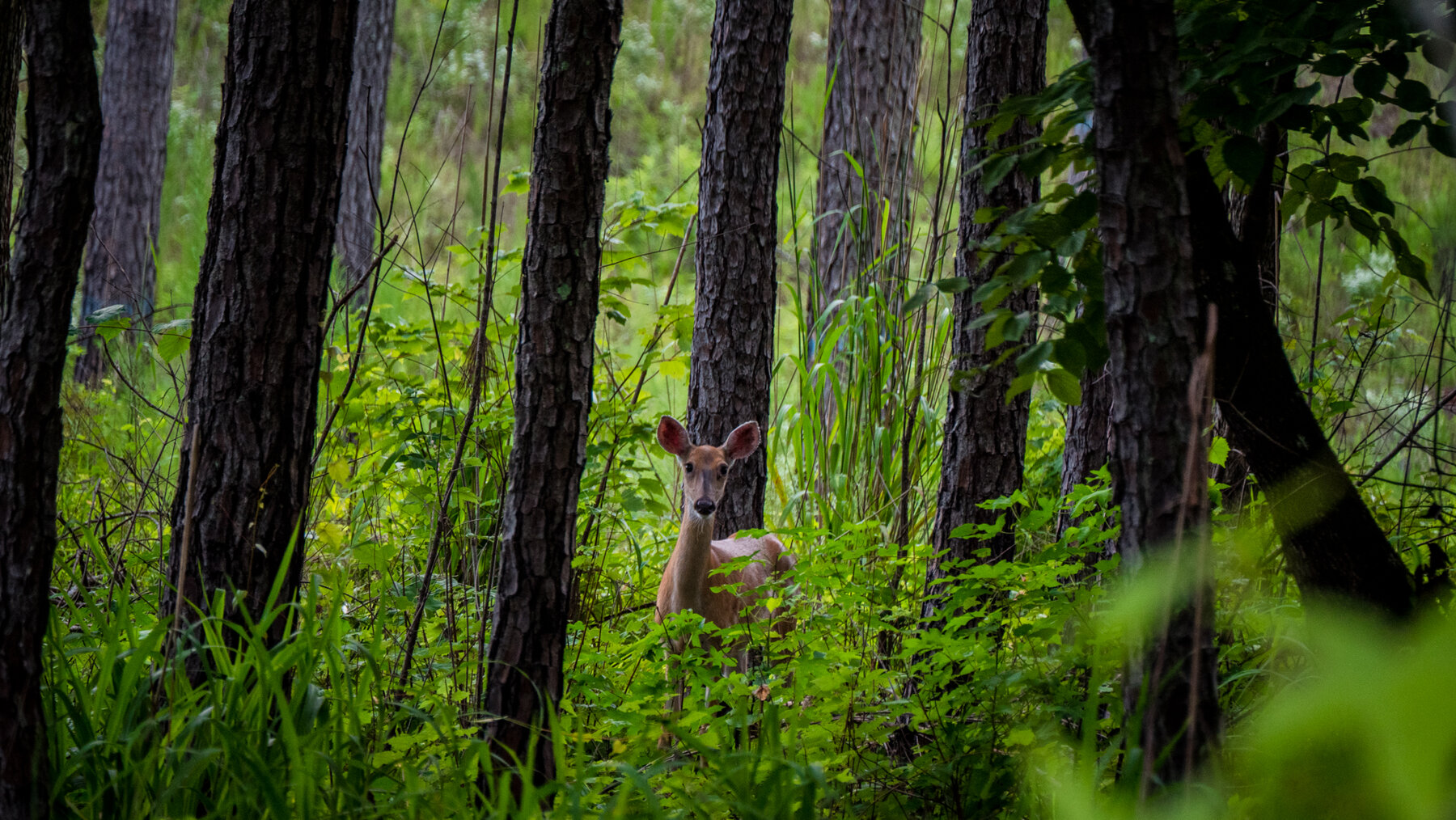 Image for Pioneer Farms: 660+/- Acre Pristine Timberland and Recreational Farm