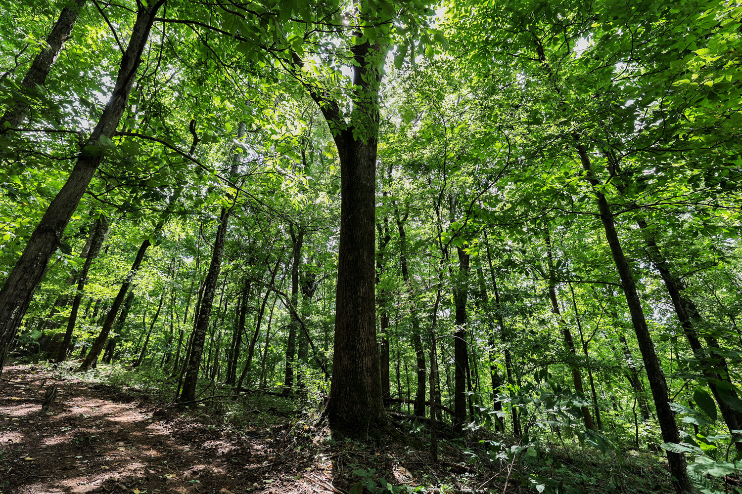 Image for 4303 Moore Lane, Culleoka