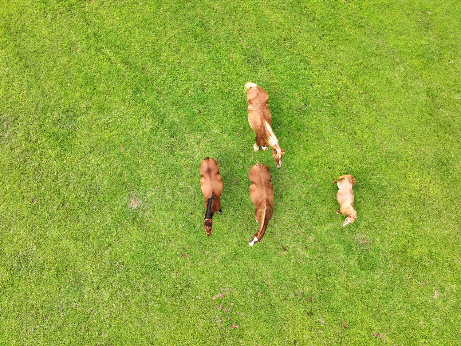 Image for 4303 Moore Lane, Culleoka