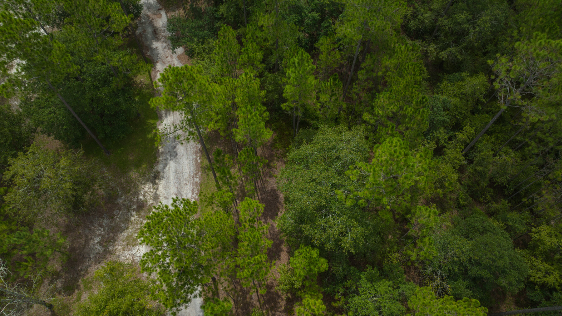 Image for Country Living in South Lowndes County: Home on 36.99 +/- Acres