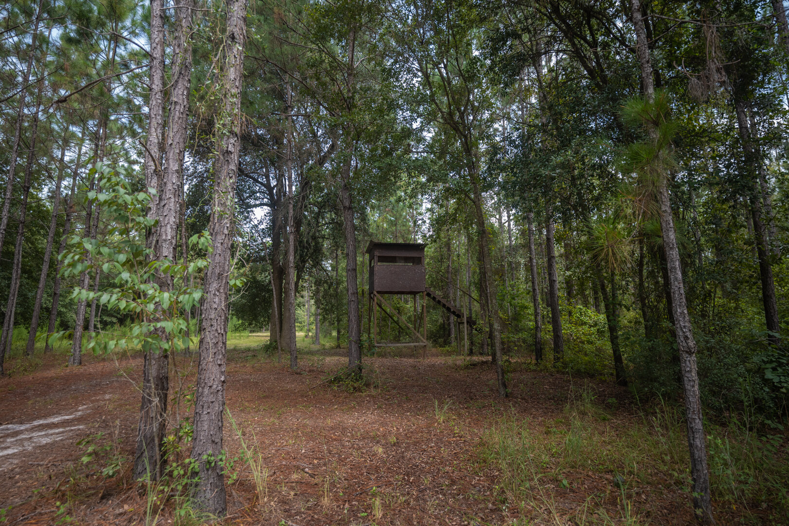 Image for Country Living in South Lowndes County: Home on 36.99 +/- Acres