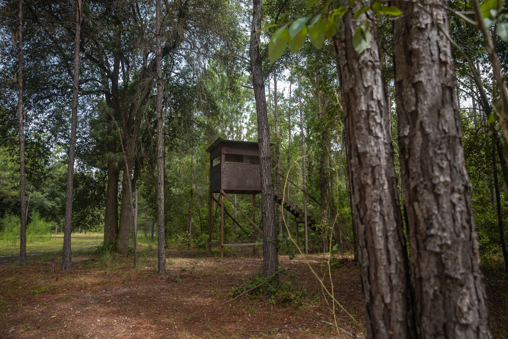 Image for Country Living in South Lowndes County: Home on 36.99 +/- Acres