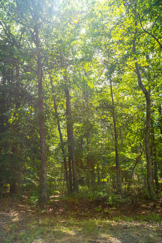 Image for Henrico County, VA Sale of Tax Delinquent Real Estate