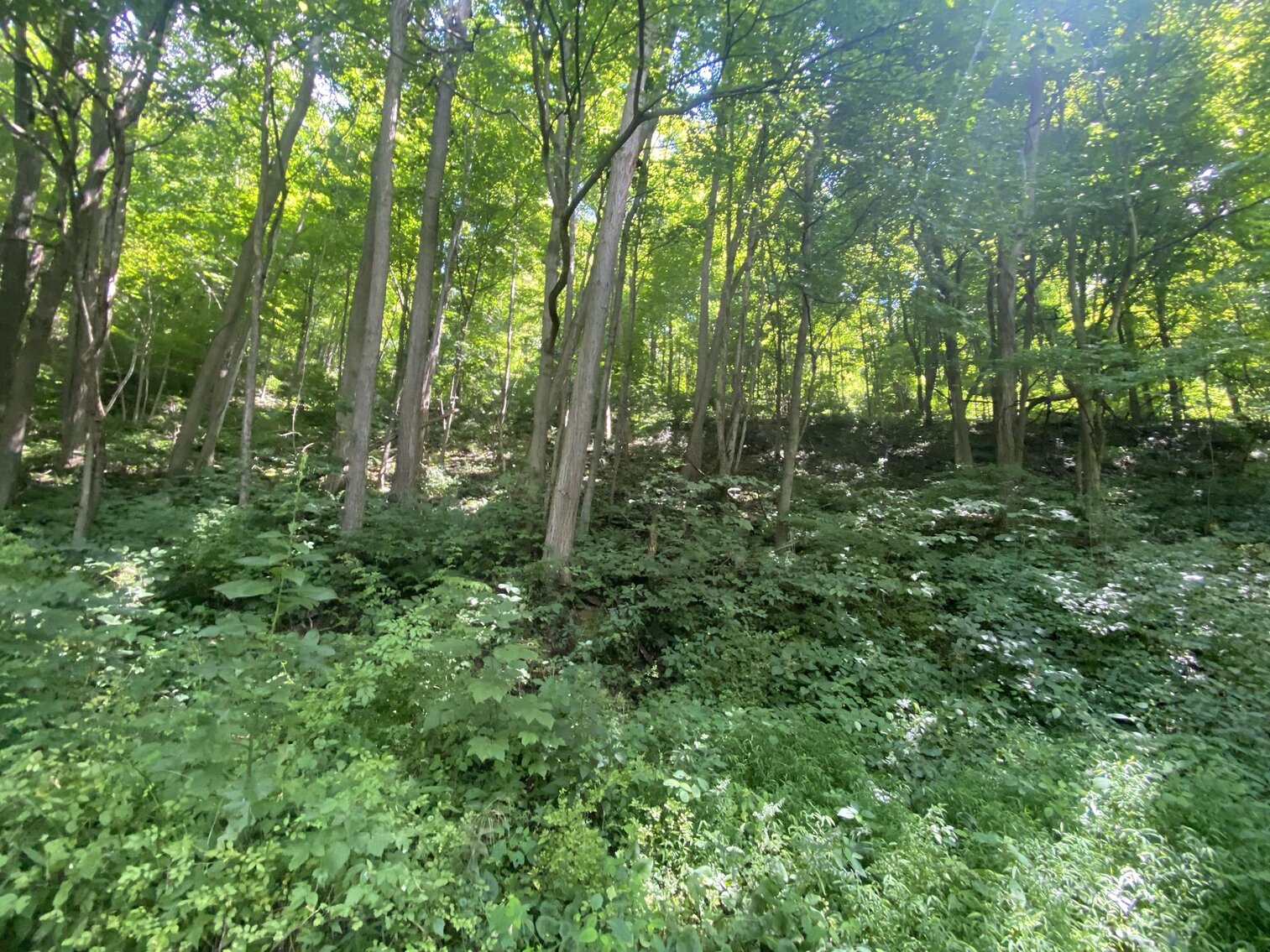 Image for SOLD $52,800 - 10 Acres Overlooking Yough Lake Selling to the Highest Bidder