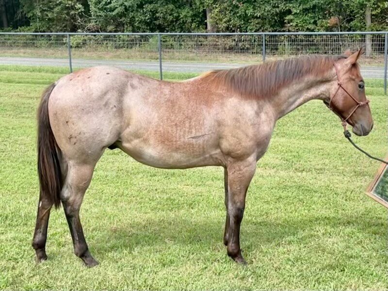 Image for Carolina Horsemans Connection at Tryon International - Mill Spring, NC  September 24th