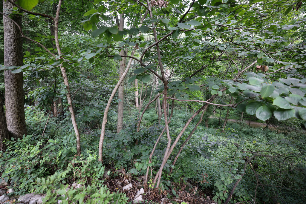 Image for 11236 Birch Pointe Drive, Whitehouse, Ohio 43571