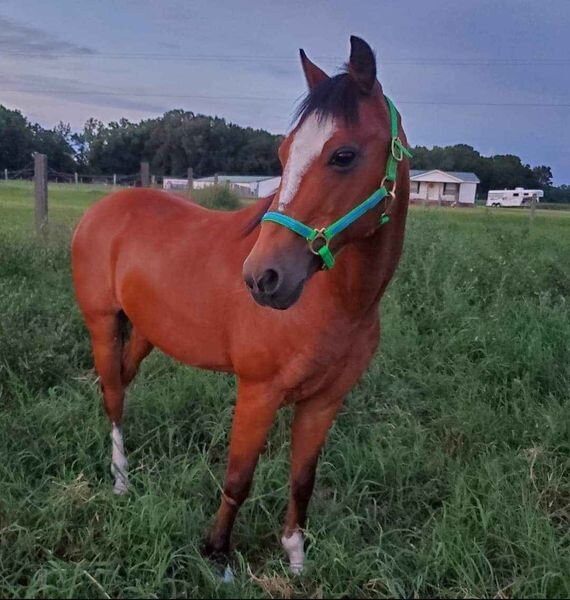 Lumberton Horse Auction