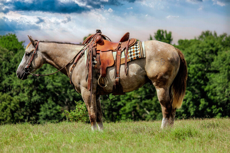 Image for Southwest Horse Sale Fall Sale - October 29th - Bush, Louisiana