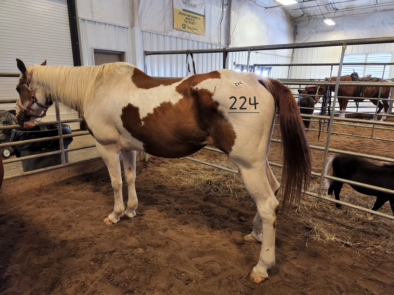 Lumberton Horse Auction