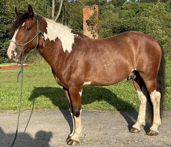 KS Select Fall Sale Clarion, Pennsylvania September 17th