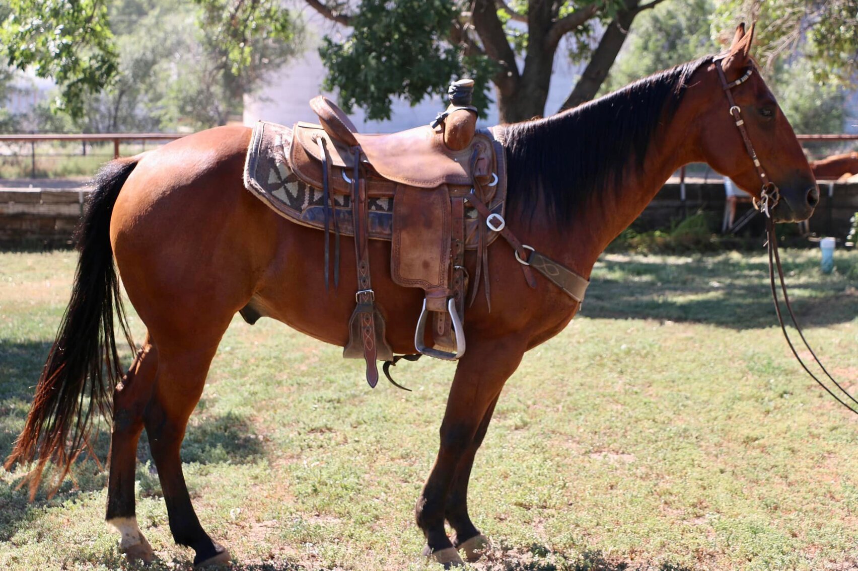 Image for Gordon Livestock Fall Catalog Horse Sale Gordon, Nebraska SUNDAY, September 18th