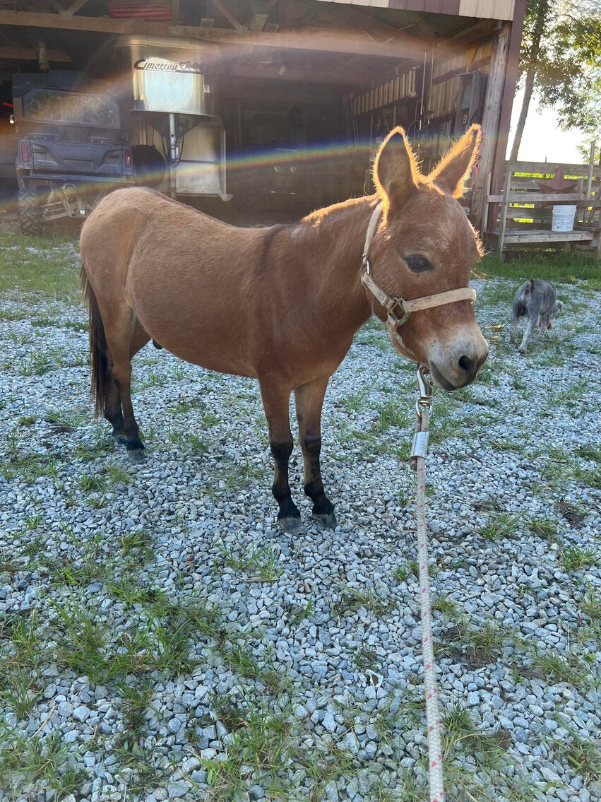 Interstate Regional Stockyards Horse Sale Cuba, Missouri September 21st