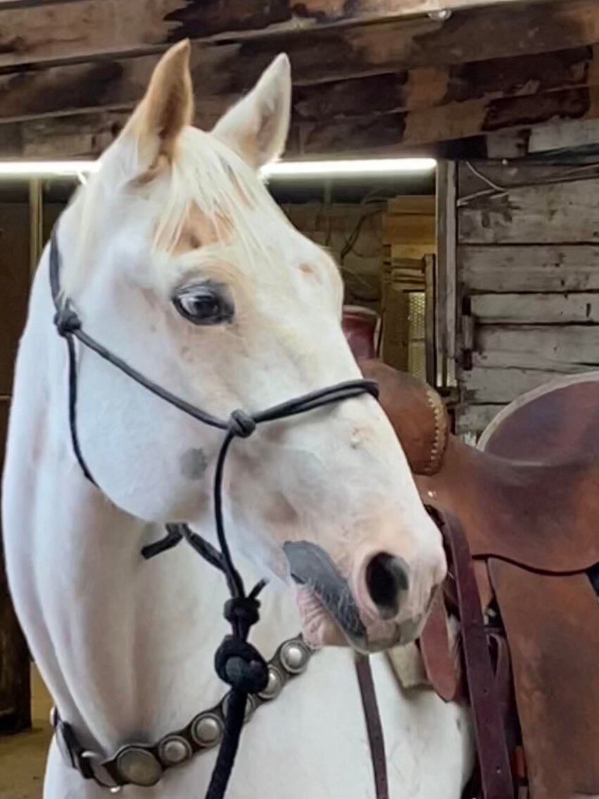 Central Livestock Horse Sale September 10th South Hutchinson, Kansas