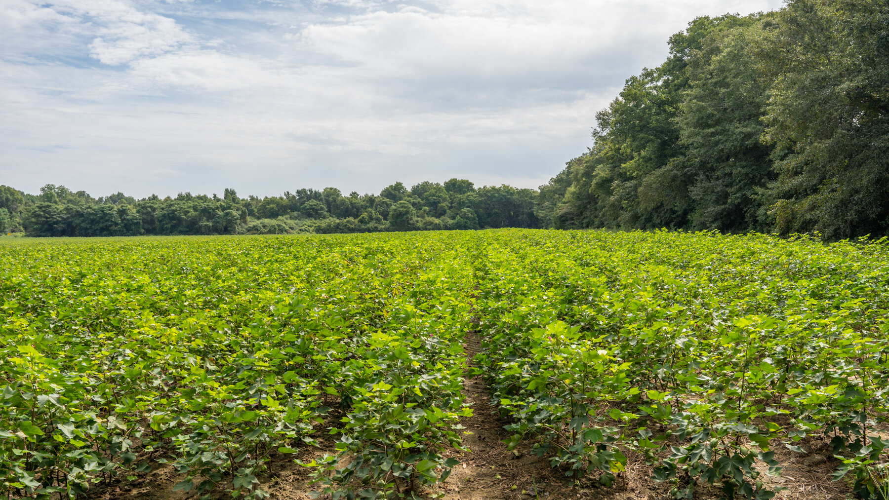 Image for 79 +/- Acres  Row Crop Farmland Opportunity  Dooly County, Georgia