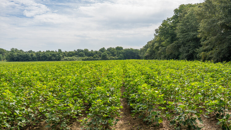 Image for 79 +/- Acres  Row Crop Farmland Opportunity  Dooly County, Georgia
