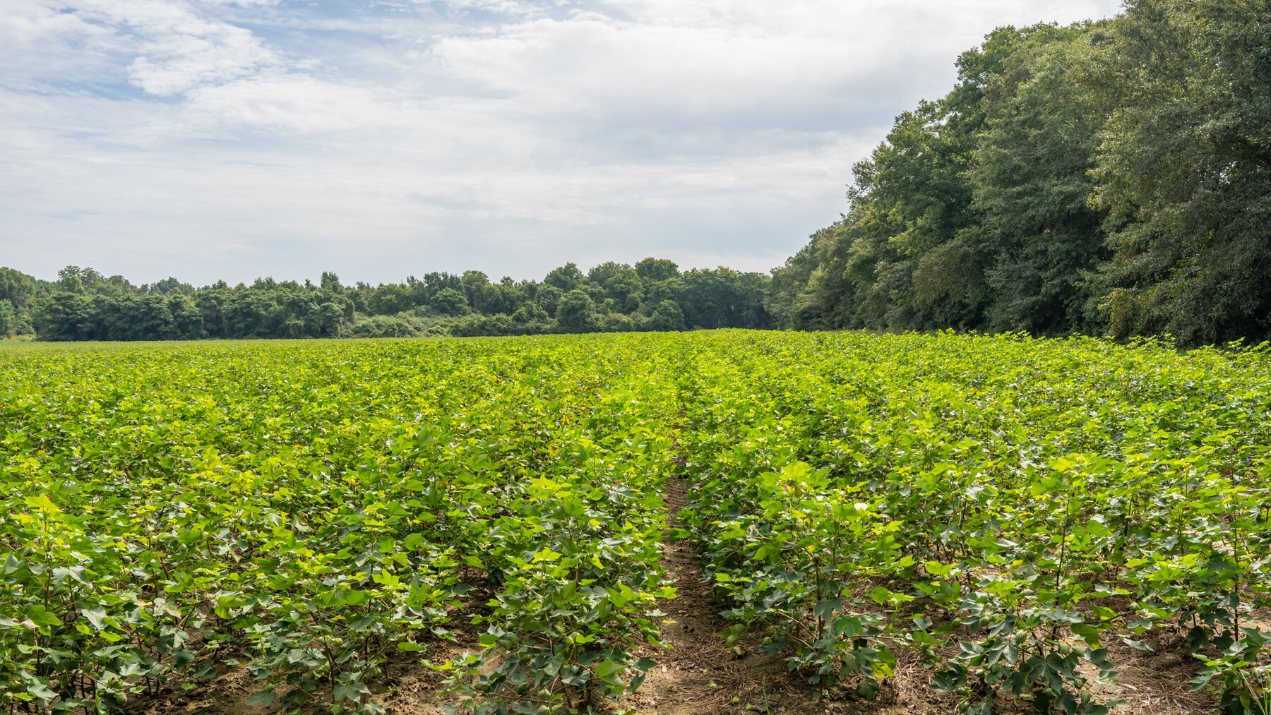 Image for 79 +/- Acres  Row Crop Farmland Opportunity  Dooly County, Georgia