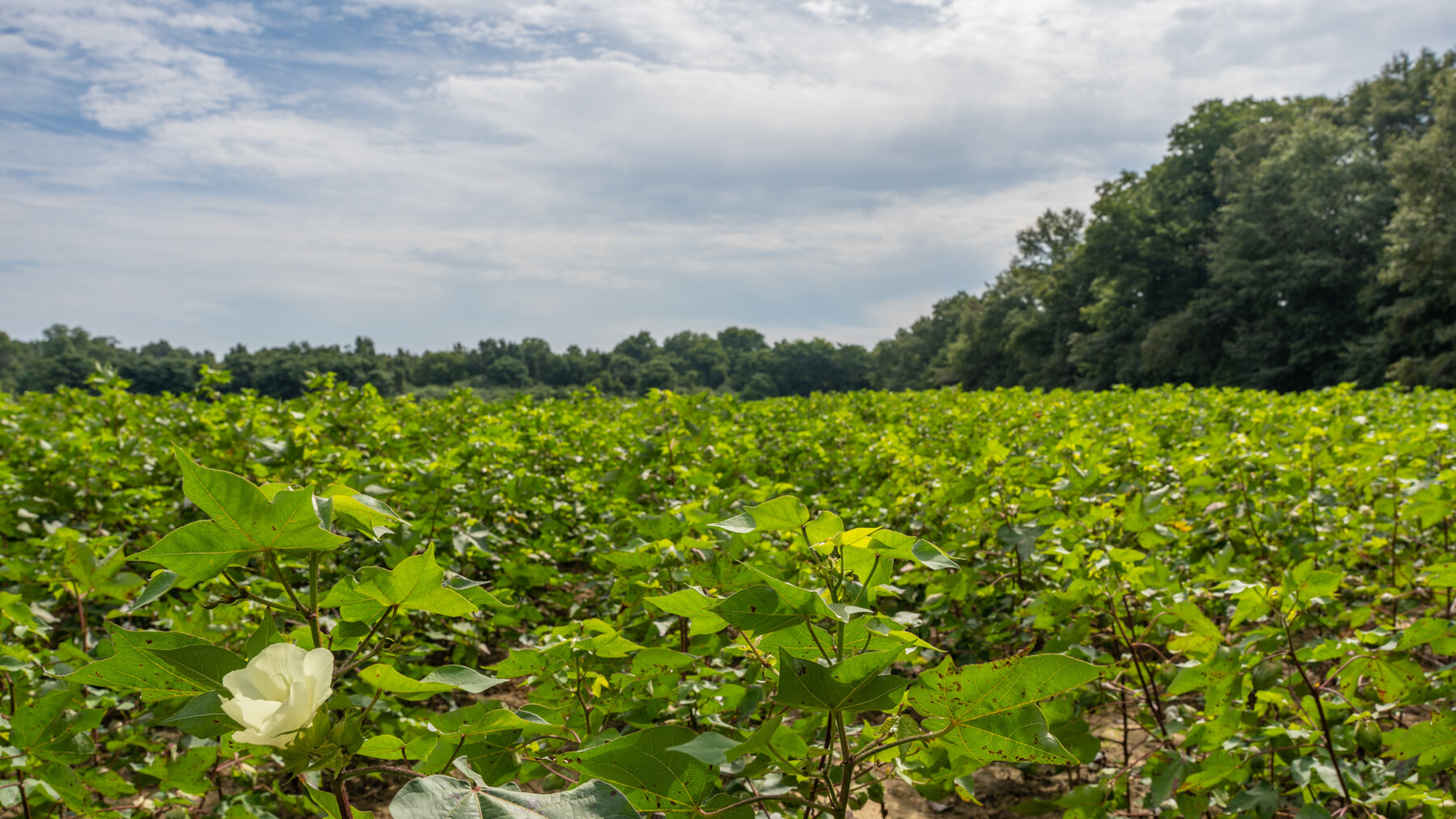 Image for 79 +/- Acres  Row Crop Farmland Opportunity  Dooly County, Georgia