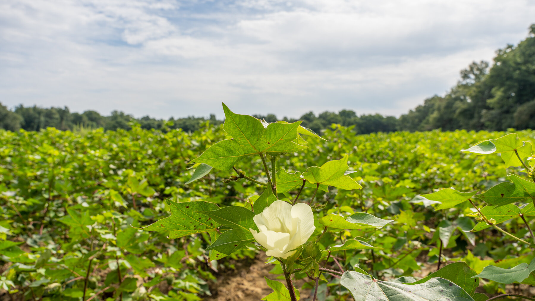 Image for 79 +/- Acres  Row Crop Farmland Opportunity  Dooly County, Georgia