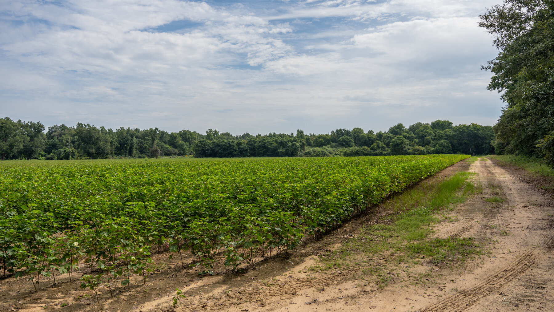 Image for 79 +/- Acres  Row Crop Farmland Opportunity  Dooly County, Georgia