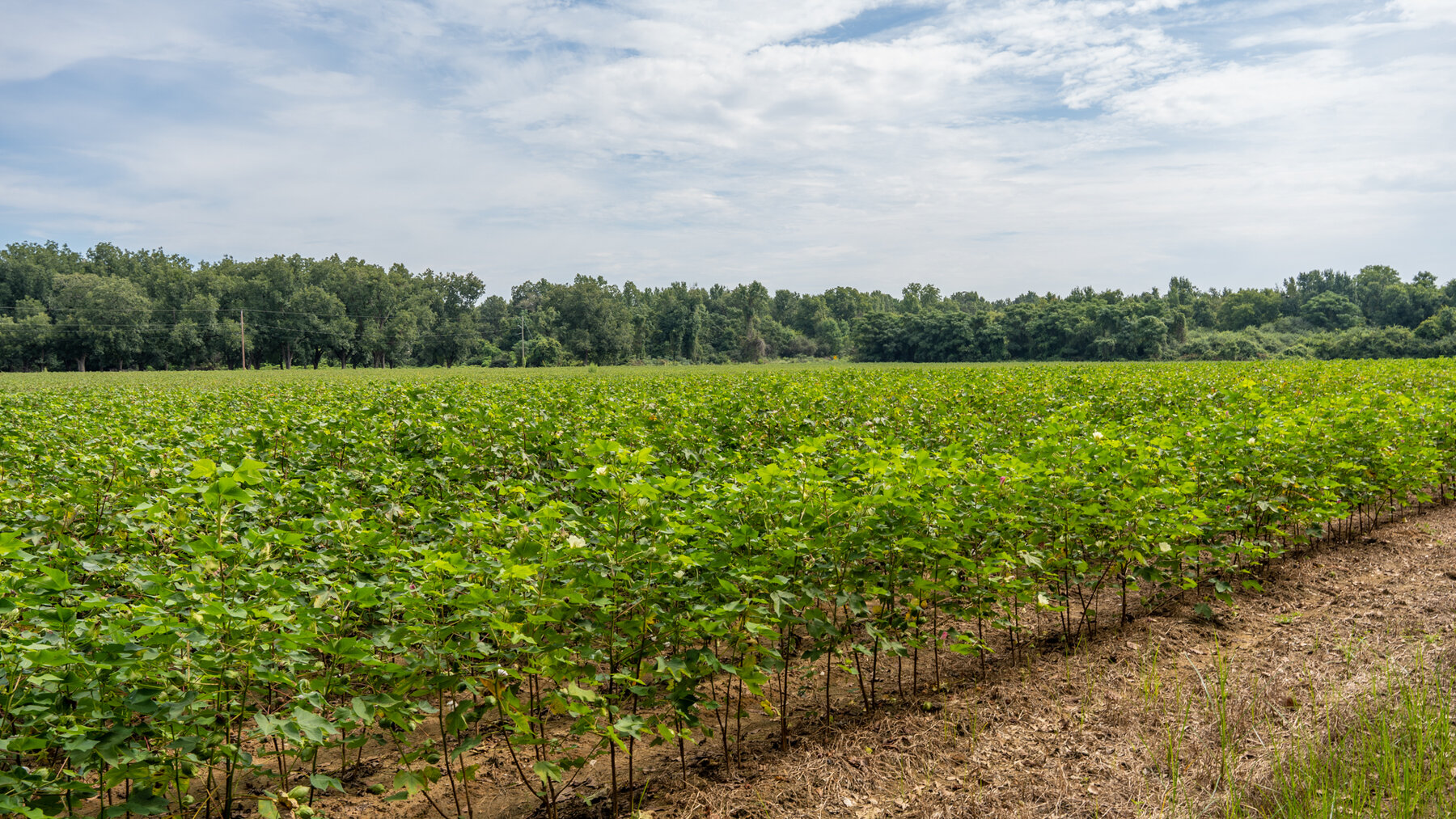 Image for 79 +/- Acres  Row Crop Farmland Opportunity  Dooly County, Georgia