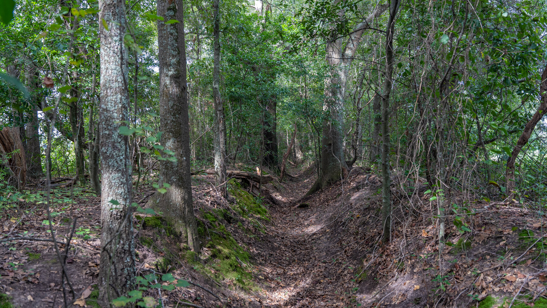 Image for 79 +/- Acres  Row Crop Farmland Opportunity  Dooly County, Georgia