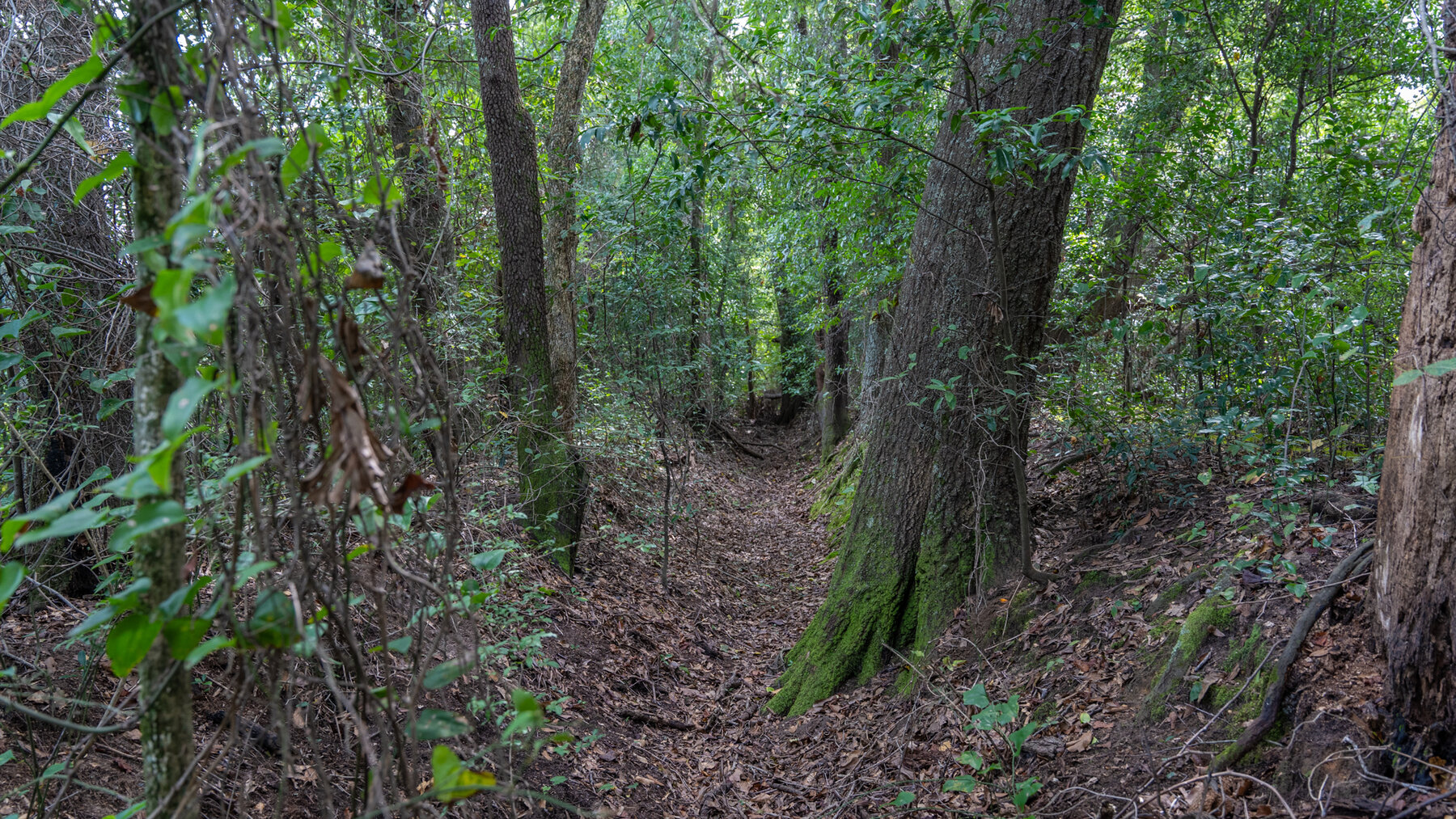 Image for 79 +/- Acres  Row Crop Farmland Opportunity  Dooly County, Georgia
