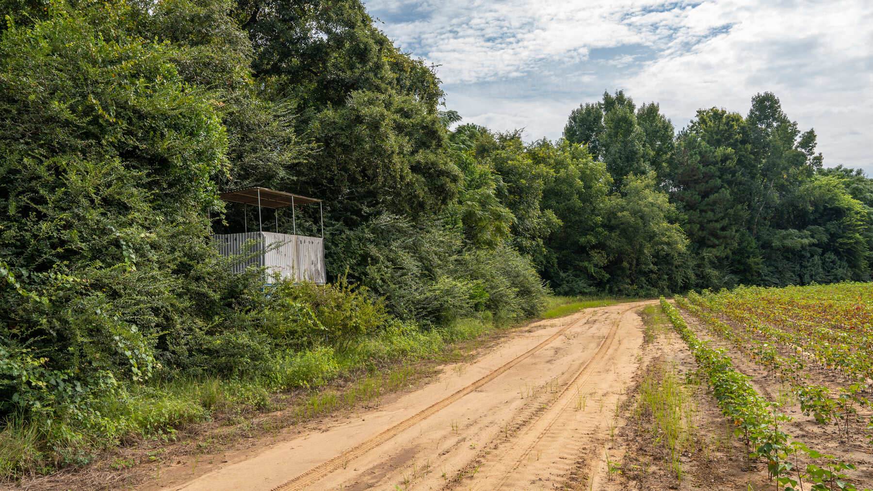 Image for 79 +/- Acres  Row Crop Farmland Opportunity  Dooly County, Georgia