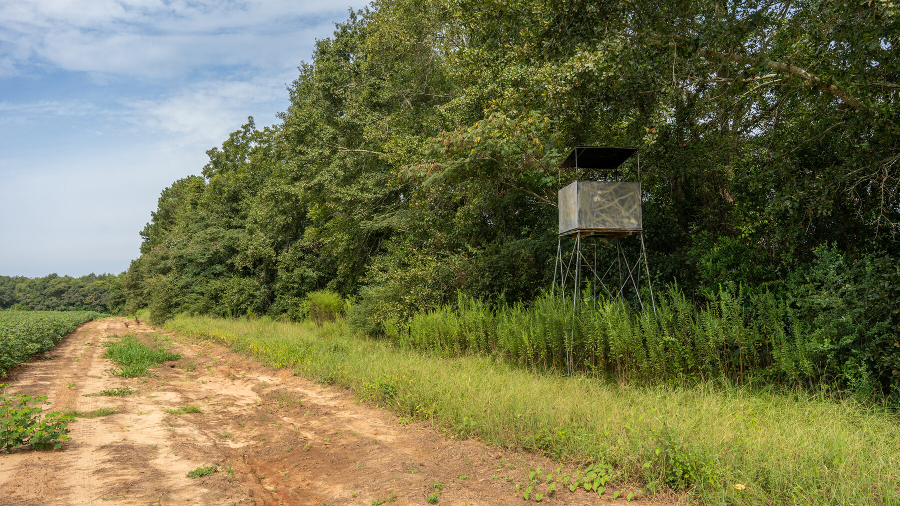 Image for 79 +/- Acres  Row Crop Farmland Opportunity  Dooly County, Georgia