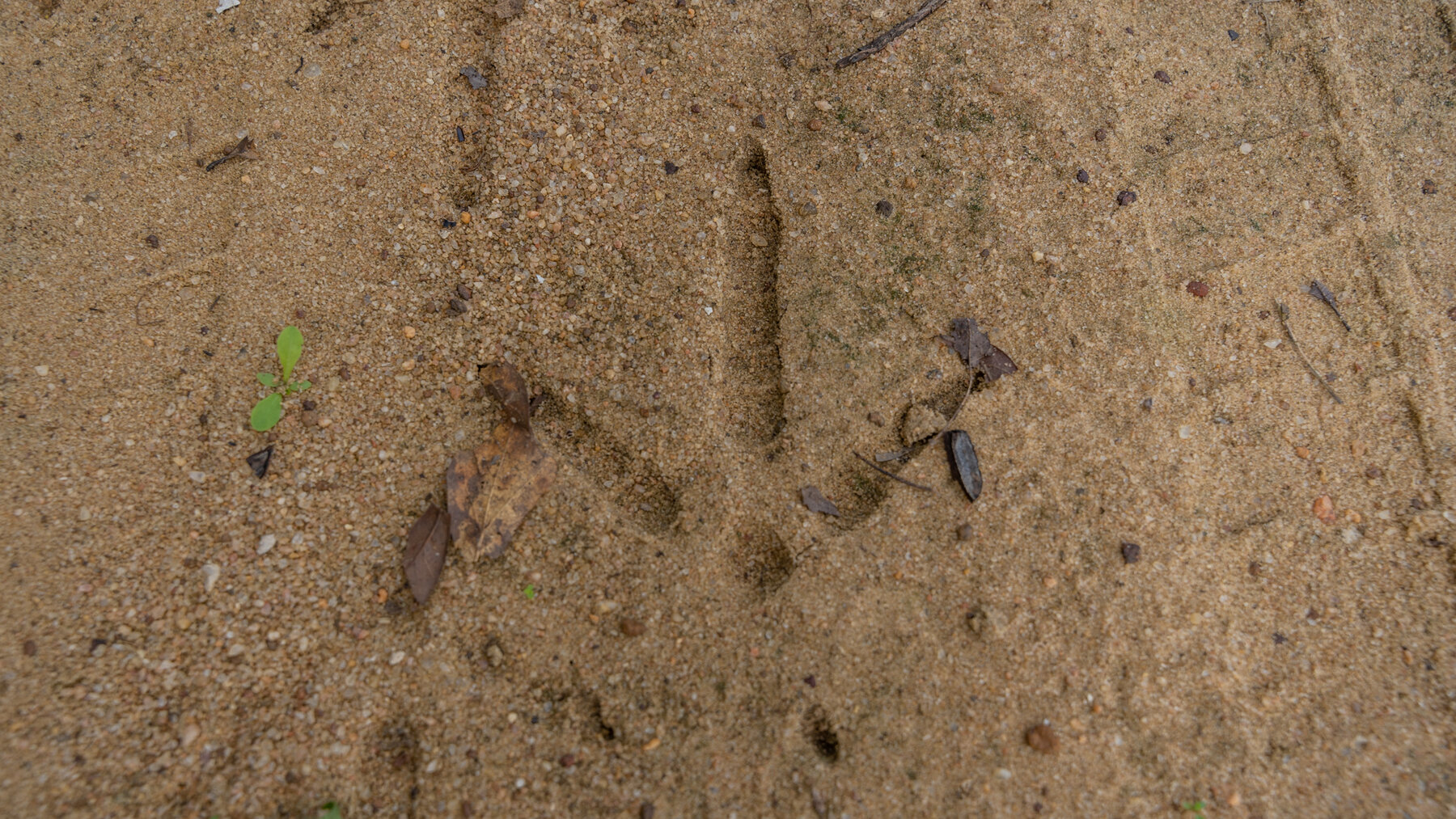 Image for 79 +/- Acres  Row Crop Farmland Opportunity  Dooly County, Georgia