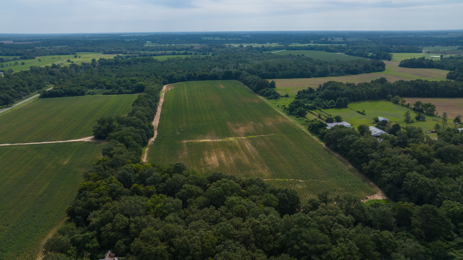 Image for 79 +/- Acres  Row Crop Farmland Opportunity  Dooly County, Georgia