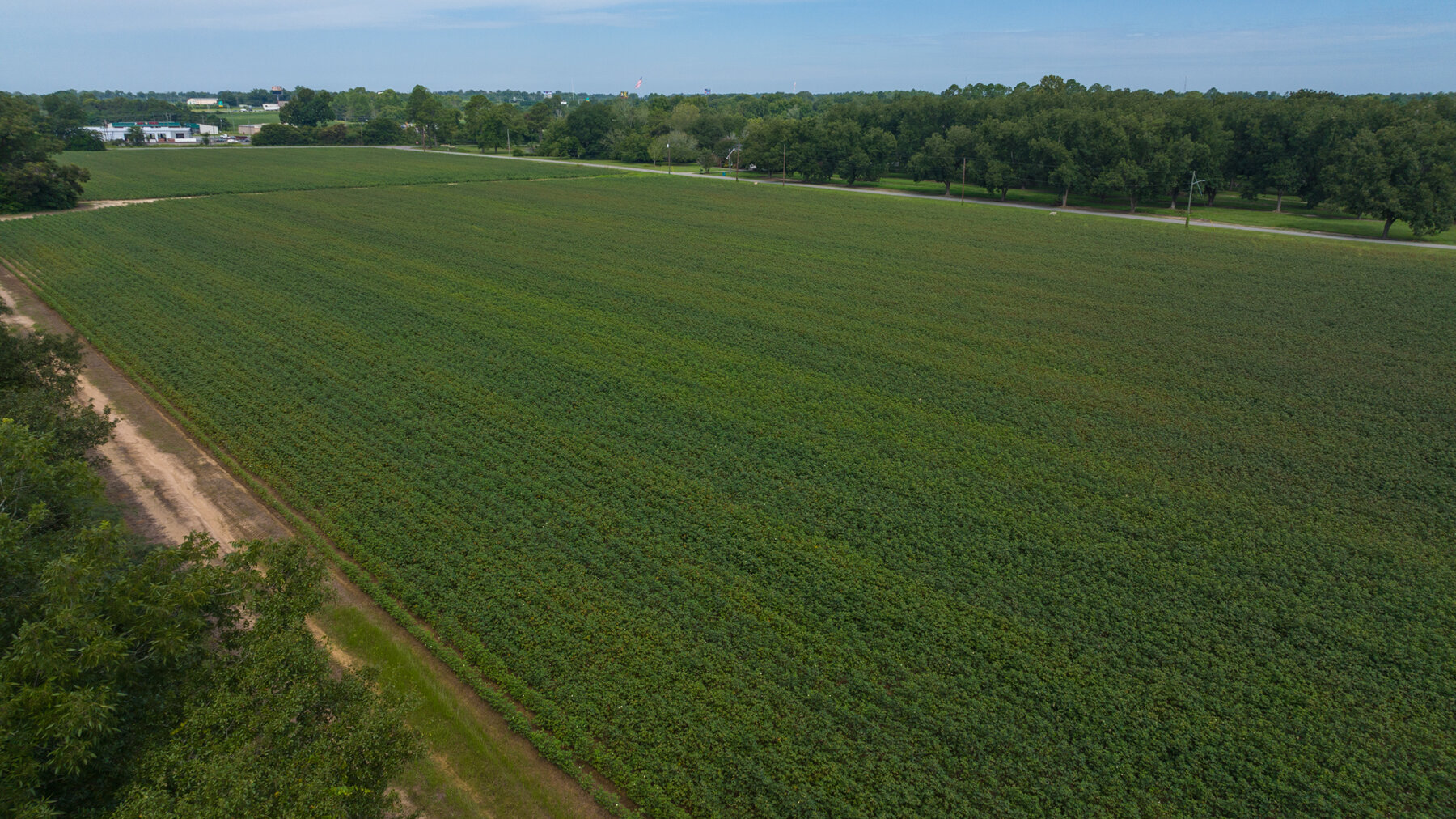 Image for 79 +/- Acres  Row Crop Farmland Opportunity  Dooly County, Georgia