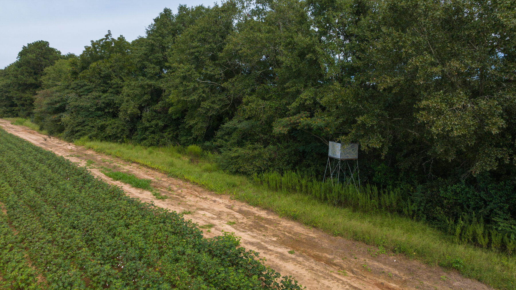 Image for 79 +/- Acres  Row Crop Farmland Opportunity  Dooly County, Georgia