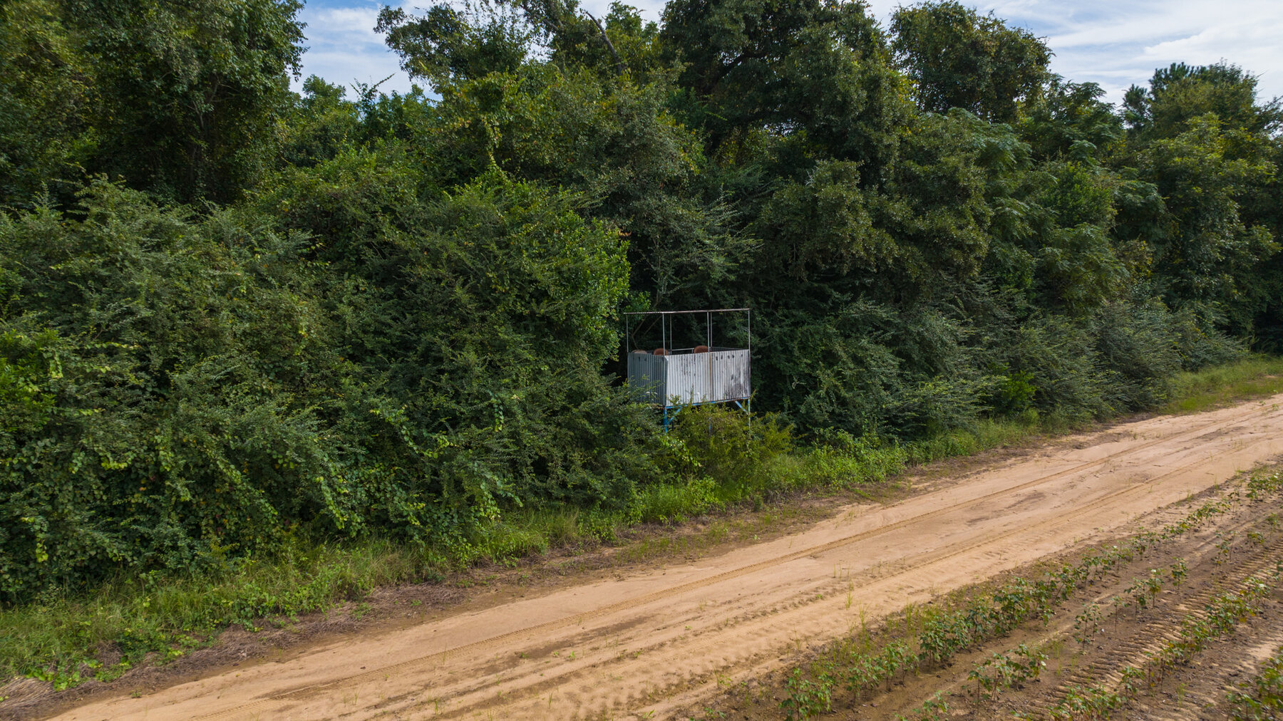 Image for 79 +/- Acres  Row Crop Farmland Opportunity  Dooly County, Georgia
