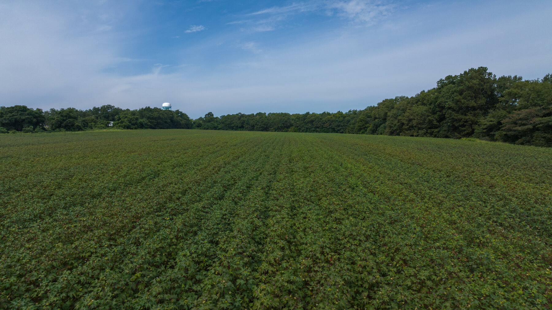 Image for 79 +/- Acres  Row Crop Farmland Opportunity  Dooly County, Georgia