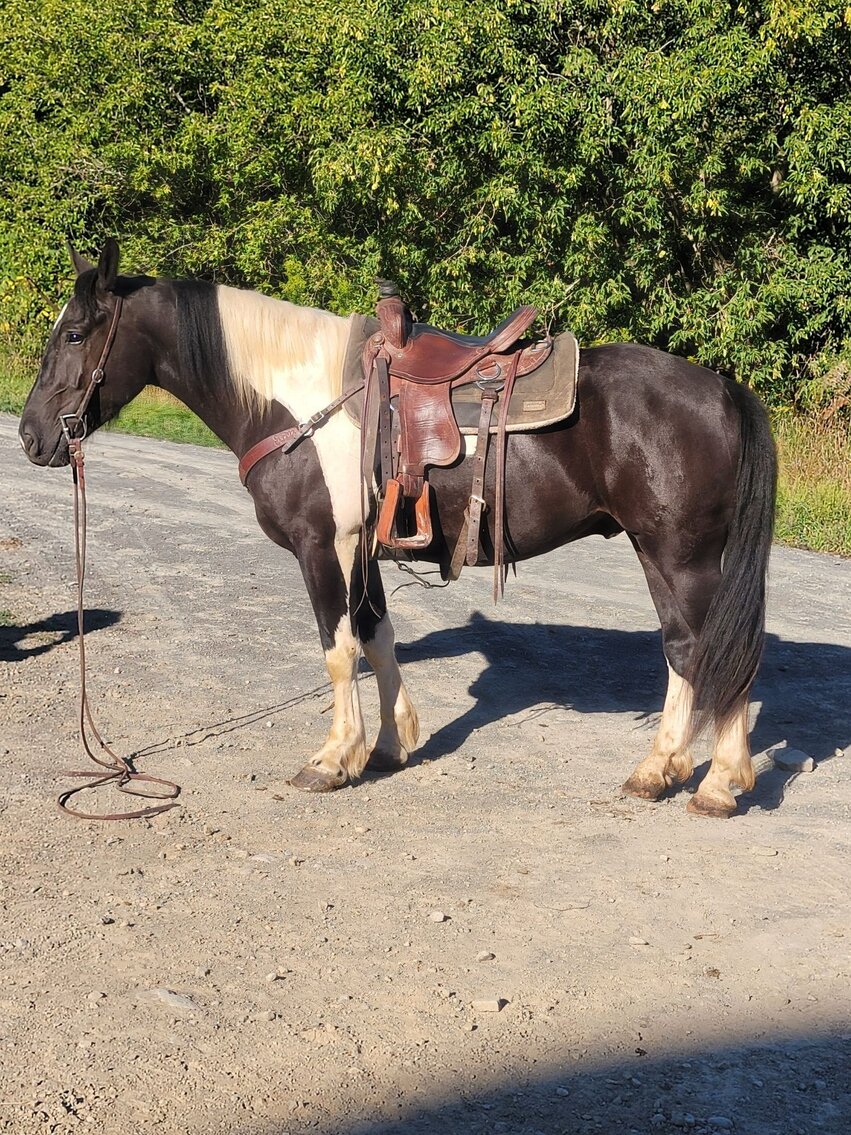 Image for KS Select Fall Sale - Clarion, Pennsylvania - September 17th