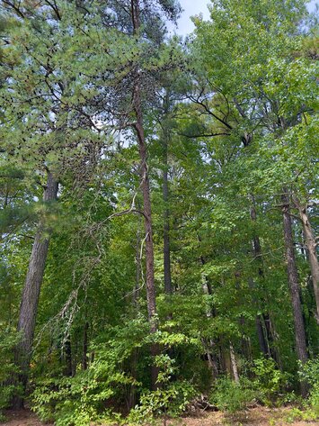 Image for Gloucester County, VA Sale of Tax Delinquent Real Estate