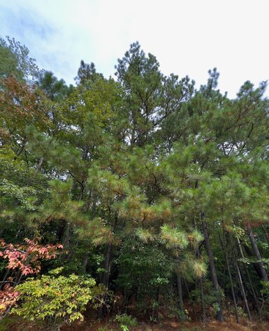 Image for Gloucester County, VA Sale of Tax Delinquent Real Estate