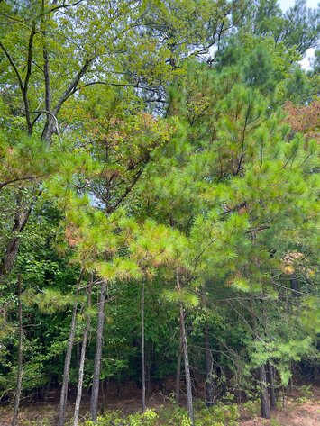 Image for Gloucester County, VA Sale of Tax Delinquent Real Estate