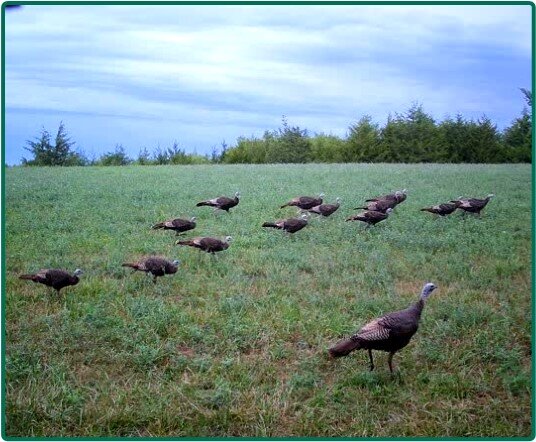 Image for Closed - Clarke Co., IA - 99.40 Ac., m/l (000-3839-01)