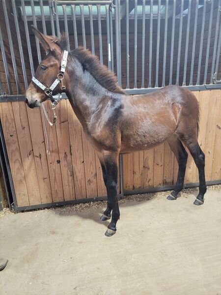 Image for RSD Fall Roundup Sale  Kearneysville, West Virginia  October 7th