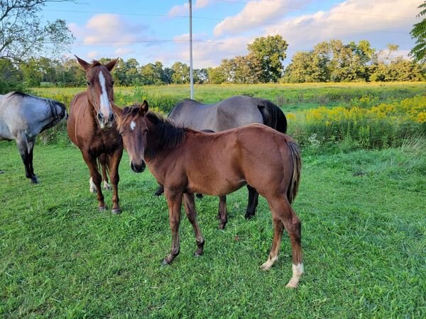 Image for RSD Fall Roundup Sale  Kearneysville, West Virginia  October 7th