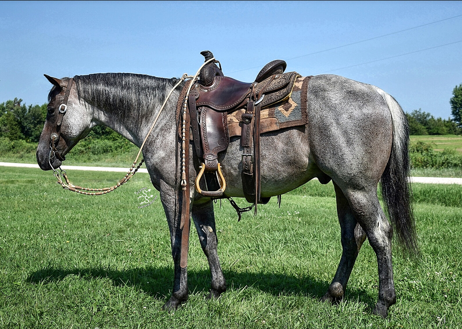 DHS Horse Sales October 5th Humansville, Missouri