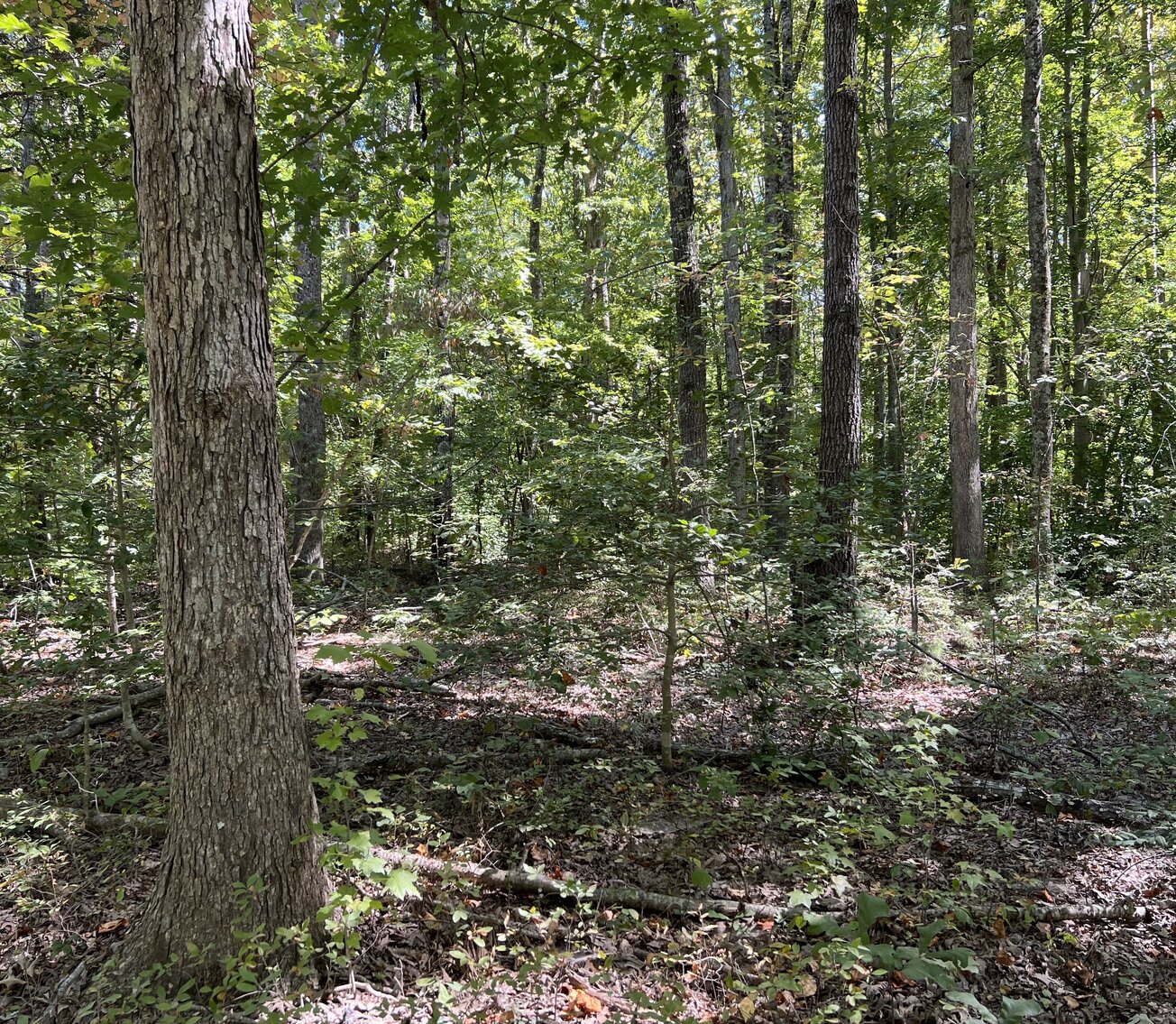 Image for Spotsylvania County, VA Sale of Tax Delinquent Real Estate