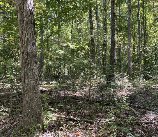 Image for Spotsylvania County, VA Sale of Tax Delinquent Real Estate