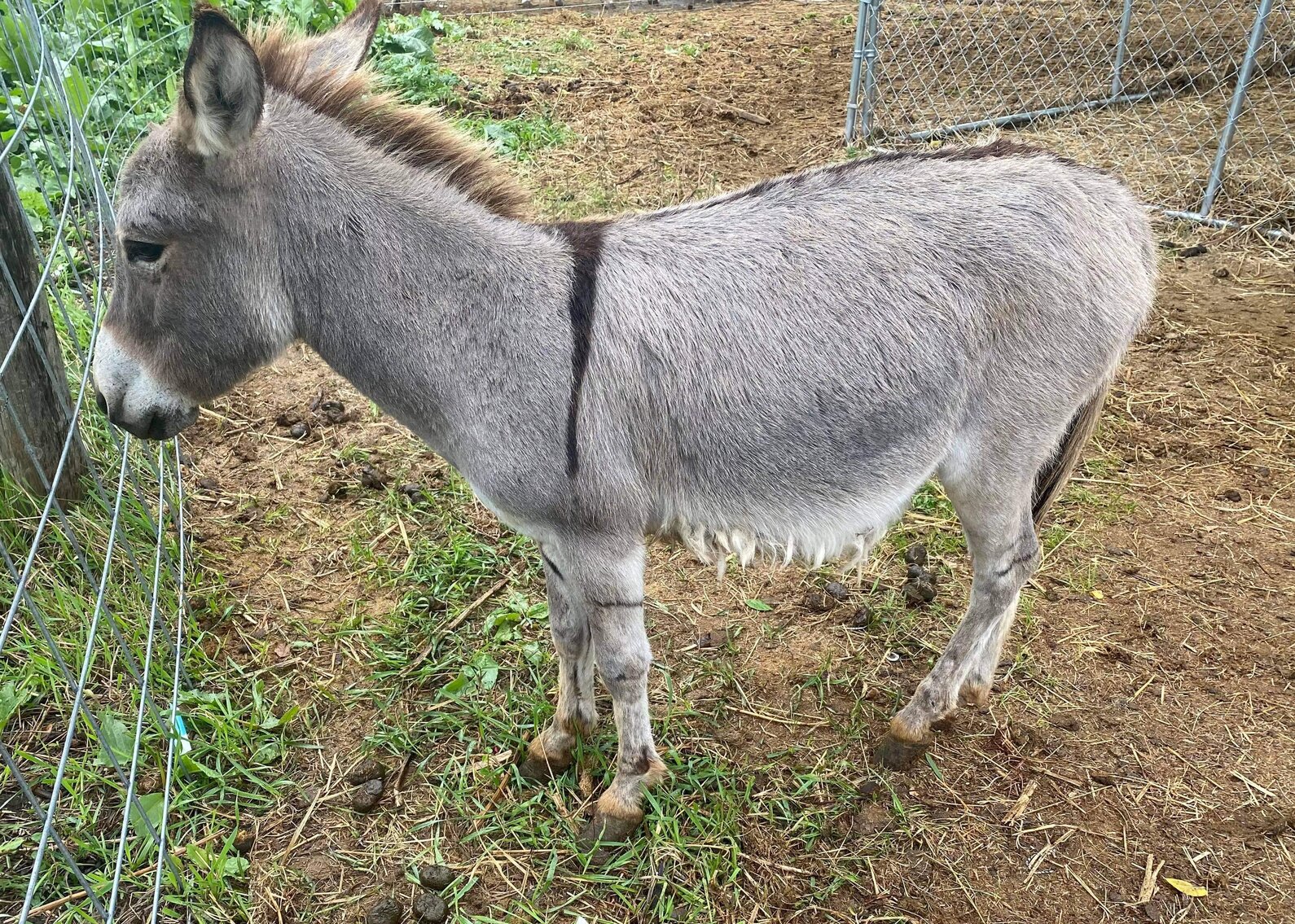 Image for FALL SPECIAL! Donkey's Horse Sale - Clarinda, Iowa - October 1st