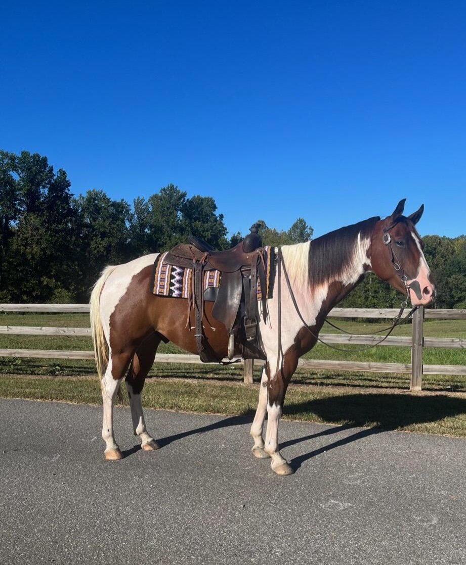 LUMBERTON HORSE AUCTION OCT 3RD