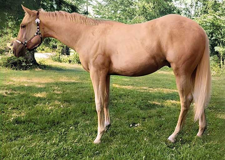 Image for 56th Annual Congress Super Sale - October 15th Columbus, Ohio