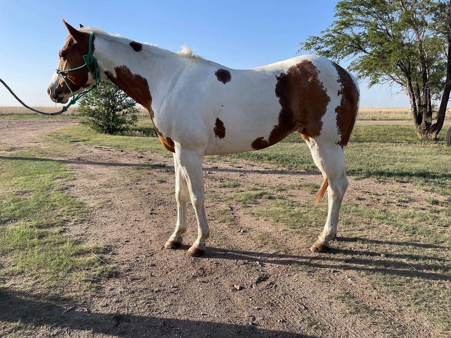 Image for Central Livestock Horse Sale - October 8th - South Hutchinson, Kansas